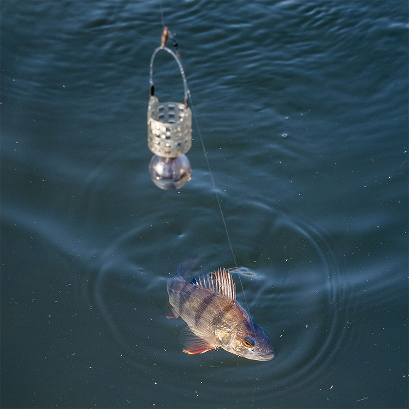 Perch Fishing Method Feeder Float Setup Perch Feeder Rig Trout