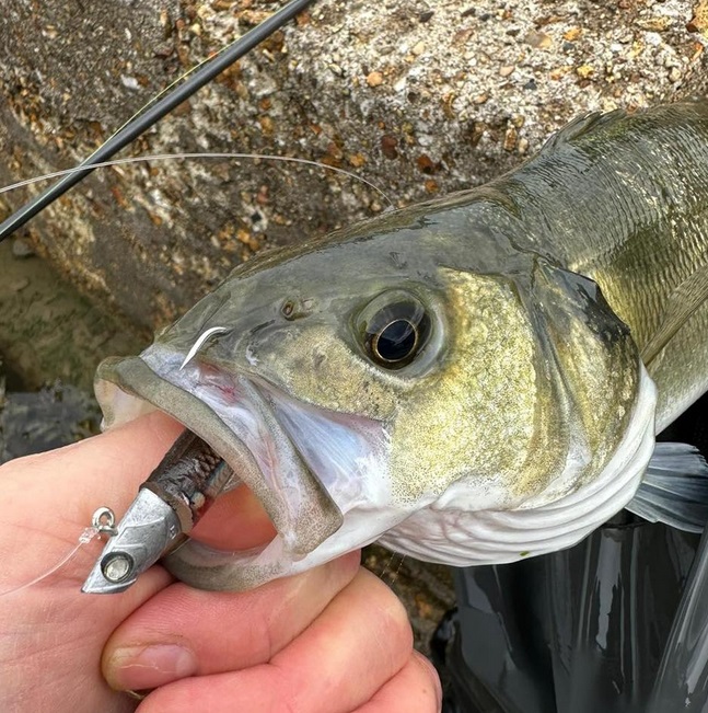 Major Craft Holo-Eye Jigpara FISH HEAD JPFHD-60 – Tête Plombée 60g / #7/0 – Neuf