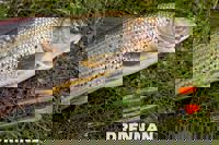 Drennan Crystal Avons