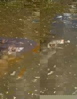 Fox Bolt Bubbles