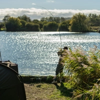 Daiwa Black Widow + Carp Rods