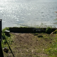 Daiwa Black Widow + Carp Rods