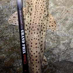AnyFish Anywhere Grand Prix Pro Rod 13.1ft