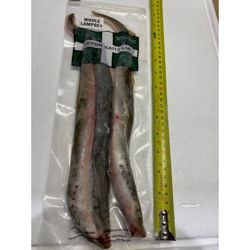 Devon Baits Frozen Whole Lamprey
