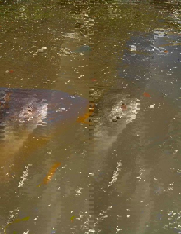 Fox Bolt Bubbles