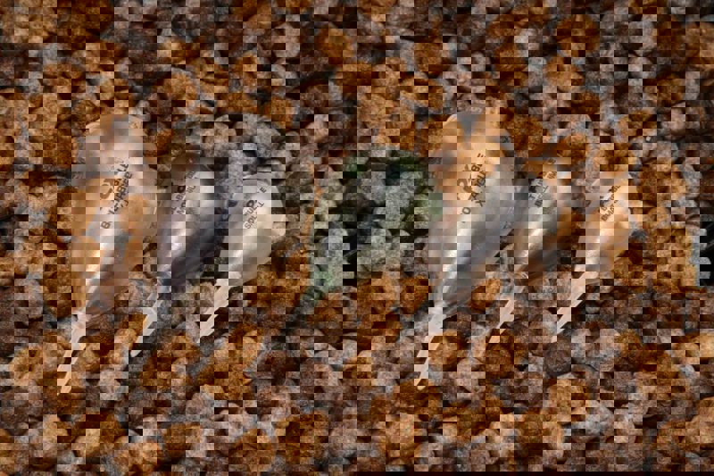 Fox Bolt Bubbles