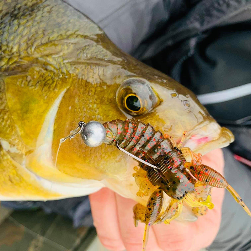 Smallmouth Bass Best Bait To Catch Sea Bass Sea Bass Best Soft