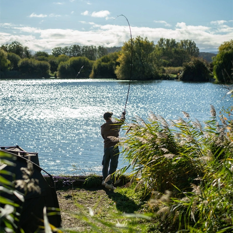 Daiwa Black Widow + Carp Rods