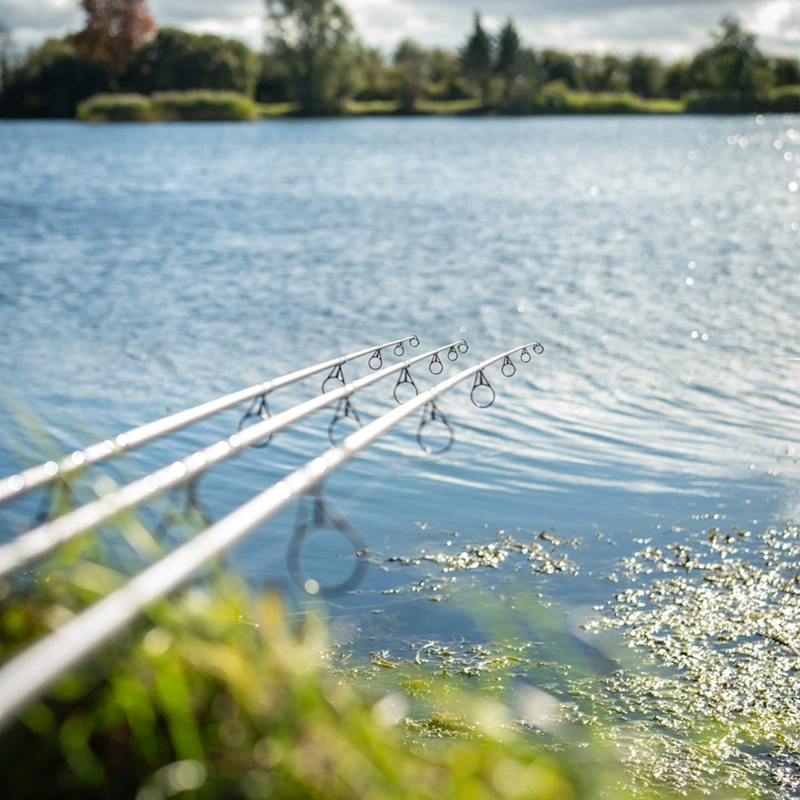 Daiwa Black Widow + Carp Rods