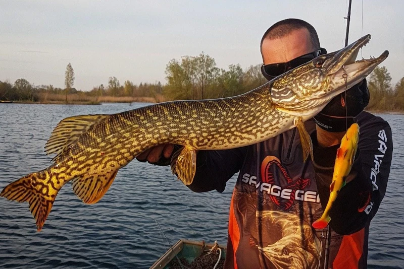 Savage Gear 4D Line Thru Perch Shad 20cm