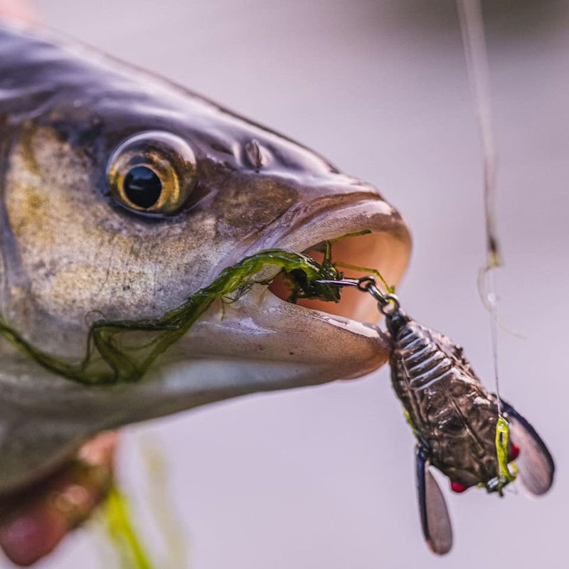 Cicada Fishing Lure Savage Gear 3D Cicada Lure: Black Savage Gear