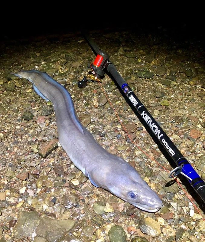 TronixPro Xenon Power Rod 13ft 8in 5-8oz